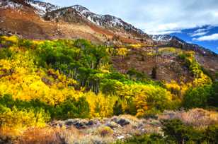 Aspens along the Road to South Lake-9195 Aspens along the Road to South Lake-9195